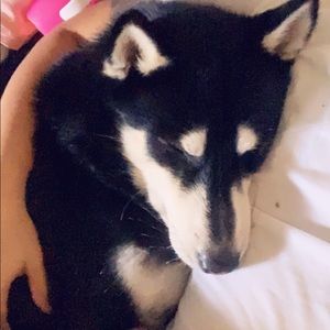 Meet your Posher, Antonio